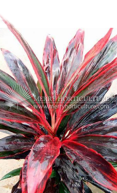 Cordyline terminalis 'Cardinal Stripe' 1